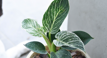 8 plantas perfectas para tu cocina 2