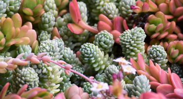 8 plantas perfectas para tu cocina 4