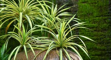 8 plantas perfectas para tu cocina 5