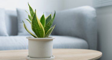 8 plantas perfectas para tu cocina 6