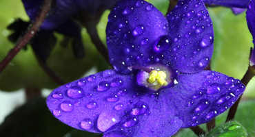 8 plantas perfectas para tu cocina 7