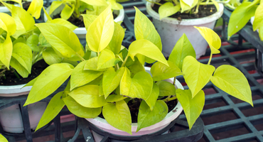 8 plantas perfectas para tu cocina 1