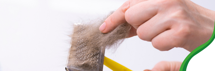 ¿Cómo mantener limpio un hogar con mascotas? 2