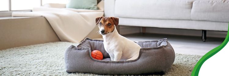¿Cómo mantener limpio un hogar con mascotas? 1