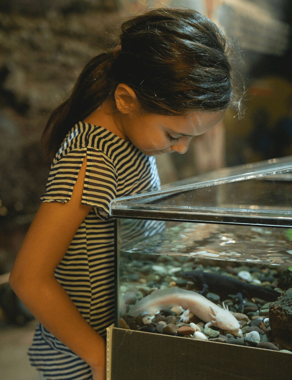 Ajolotario del Parque de la Ciencia Sierra Morelos 2