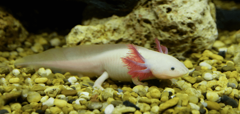 Renovación del Parque Sierra Morelos 2