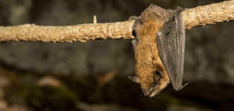 Renovación del Parque Sierra Morelos 3